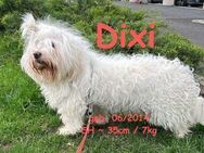 Dixi Gentleman-Wuschel - Rinteln
