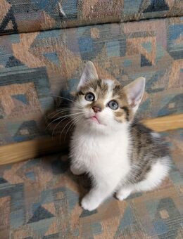 Babykatze stubenrein - Ahorn (Baden-Württemberg)