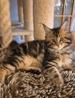 Maine Coon Kitten - Straubing