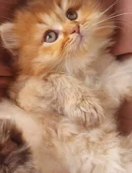 Wunderschöne Bkh kitten - Oldenburg