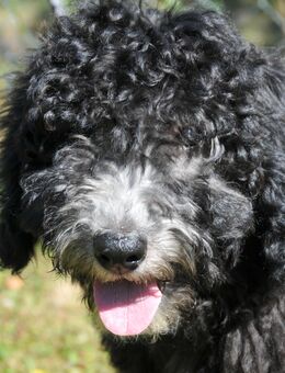 Anna * Aussiedoodle-Welpe * F1b * abgabebereit - Greifenstein