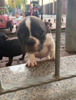 8 Welpen abzugeben. - Dessau-Roßlau