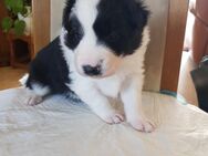 Wunderschöne Border Collie Welpen - Ingolstadt