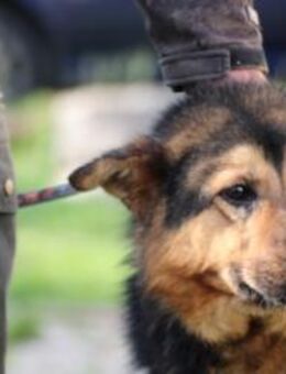 Kenton - kinderlieber Familienhund - Lohra