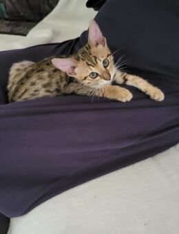 Savannah Kitten F6 SBT - Attenkirchen