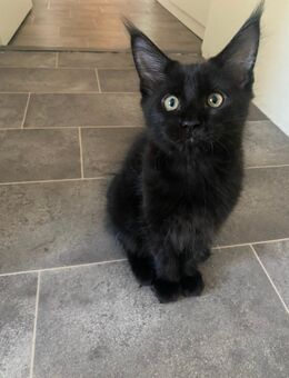 Hübscher Maine Coon Kater - Luckenwalde