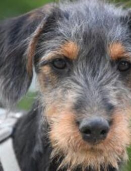 Debby - liebt alles und jeden - Lohmar