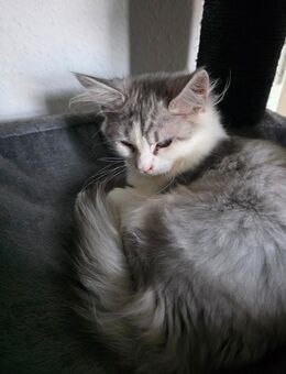 Maine Coon - Duisburg