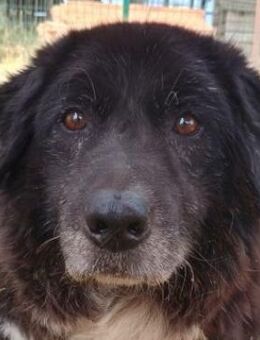 Betty-Boo, geb. 01/2014, GRIECHENLAND - Euskirchen