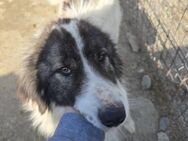 Rocky - freundlicher Riese - Dreikirchen