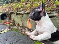 Französische Bulldogge Welpem - Wiesbaden