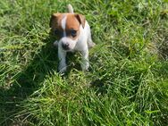 Jack russel Welpe sucht ein neues liebes volle Zuhause - Homburg Zentrum