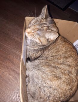 Katze verschwunden - Nordhorn