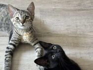 2 Kitten Babys Serbische und Norwegische- Waldkatzen BKH zusammen 400EUR 400 EUR verhandelbar - Hamburg Harburg