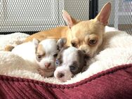 Reinrassige Chihuahua Welpen suchen ein liebevolles Zuhause 🐾❤️ - Sörup