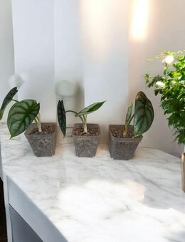 Alocasia Silver Dragon - Babyplant - Magdeburg