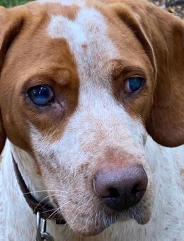 STEVIE - liebenswert trotz Handycap - Rosenberg (Regierungsbezirk Karlsruhe)