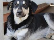 Traumhund Bacetto sucht DICH - Celle