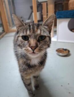 Kleine Freigängerkatze - Bad Belzig
