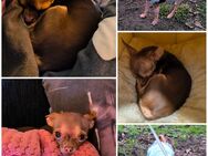 Chihuahua Rüde 1 Jahr jung - Karlsruhe