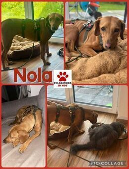 Nola Bracke Hündin Mischling Traumhund - Margetshöchheim