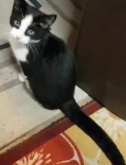 VERMISSTES KÄTZCHEN (männlich)! - Dortmund