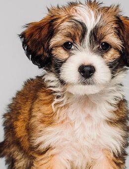 Bollipoo/Maltipoo rüde - Diemelsee