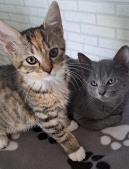 Babykatzen/ Kitten - Schönenberg-Kübelberg