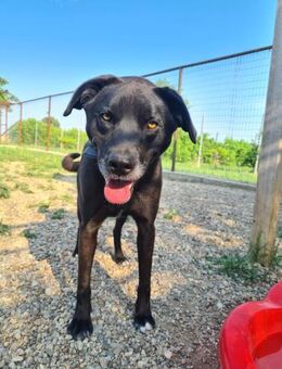 Fietje - intelligente Sportskanone - Dingolfing