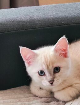 Süße BKH Kitti - Forchheim (Bayern)