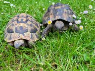Schildkröten Männlich 2009 u. 2016 - Wolnzach