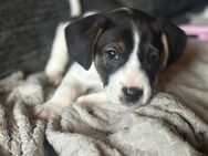 Franz. Bulldogge mischlings Welpen - Weilerswist