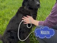 Madin ein braver Schatz - Flörsheim-Dalsheim