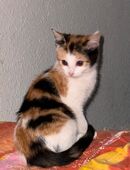 Glückskatze sucht ein Zuhause in 04207