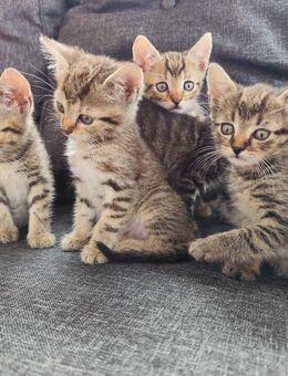 Katzenbabys, junge Kätzchen abzugeben - Wetzlar