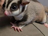 Sugar Glider - Delmenhorst