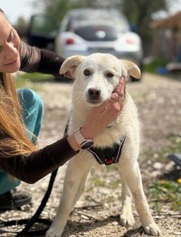 Cem - Handicap Hund mit Herz - Philippsburg