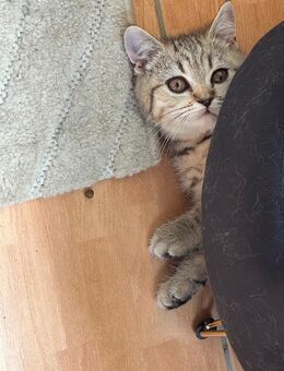 2 süße Kitten Kätzchen BKH Tabby - Damme