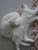 🐾 Zwei weiße Britisch-Kurzhaar-Katzenbabys suchen ein Zuhause 🏡 in 49088