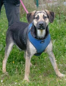 Pluto sucht Familienanschluss - Brunstorf