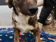 Fiona - Galgo-Mix sucht ihre Familie - Koblenz