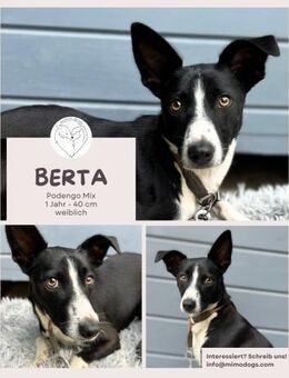 Berta: Engel auf 4 Pfoten - Podenco-Mix - Brühl (Nordrhein-Westfalen)