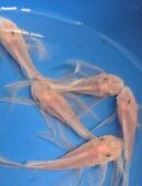 Zu verkaufen in 74336