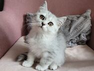Britisch kurzhaar Kitten - Ludwigshafen (Rhein)