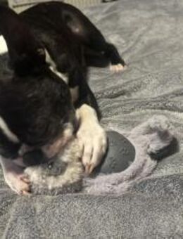 Gonzo und Apollo nur zu zweit geb. 2019 - Remagen