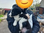 Zwei Border Collie Rüden suchen noch ein schönes Zuhause - Grimma