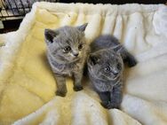 Britisch Kurzhaar Kitten, 1 Mädchen und 1 Junge ACHTUNG ! Nur zusammen !! Daher der Preis - Hattingen