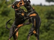 Suche neues zu Hause für meine Dobermannmädels - Gera