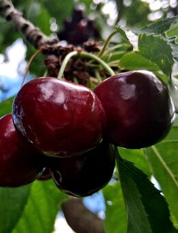 Kirschen süß alte Sorte eigene Ernte an Selbstabholer - Bad Wildungen