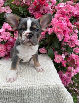 Französische Bulldogge Welpen - Gelnhausen